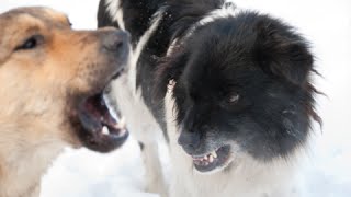 How to Stop Your Dog from Barking at Other Dogs