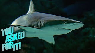 Hand Feeding Sharks in the Depths of the Pacific | You Asked For It