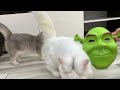 Funniest Animals 2024 😆 New Funny Cats and Dogs 😸🐶 Part 27