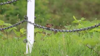 ノビタキ幼鳥。