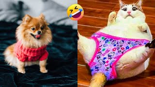 Funny Animal’s Fails 🐶 Funny Dogs and Cats 🐶 Best Video 😂