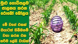 දියුණු රටවල වගා කරන්න යොදා ගන්න අරුම පුදුම තාක්ෂණික උපකරණ