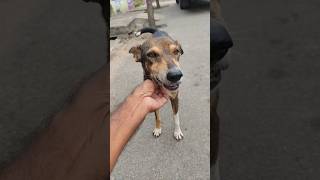 వీడి పేరు స్కెలిటన్#dogs #streetdogslife #doglover #streetdogshelp #streetdog #dogs #viralvideo