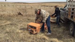 Releasing Bred Hen Pheasants for Wild Bird Hunting in 2019