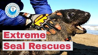 Two Seals Rescued from Extreme Fishing Line Cuts