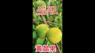 好吃的黃晶果，蜜甜軟糯，口感Q彈，值得一嚐  Delicious topaz fruit, sweet and glutinous, taste Q bomb, worth a try#shorts