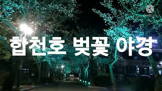 합천벚꽃,Can't help Falling in love, 회양관광지 벚꽃야경.