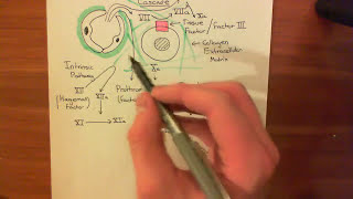 The Extrinsic Coagulation Cascade