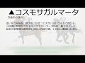 【最終予想】2022京都2歳ステークス！今年は大物候補が登場する大注目の1戦！本命馬は操縦性の良さ、厩舎力も魅力的？