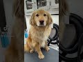 Golden Retriever/ Akita Mix | Massive Undercoat Removal! | 20 Million Views On TikTok