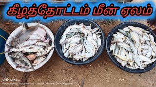 Best seafood auction in keelathottam beach | keelathottam fishmarket | fish auction keelathottam