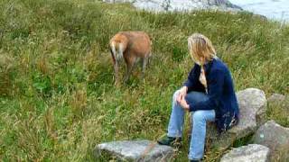 Angie \u0026 Roe Deer Lochranza Isle Of Arran