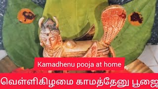 kamadhenu pooja at home | செல்வங்கள் அள்ளி தரும் காமதேனு பூஜை வீட்டில் |