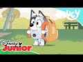 Bluey:  Inténtalo | Disney Junior Oficial