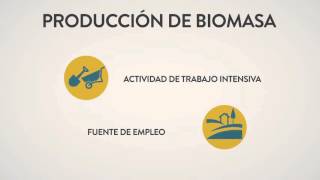 Datos Curiosos de Biomasa y Eficiencia Energética