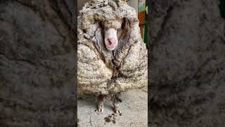 From Matted Mess to Second Chance: The Incredible Transformation of Baarack the Sheep