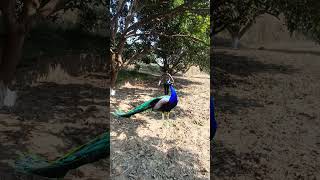 Boy 👦Real🌿 peacock in forest 🦚#vtr #viralvideo #shorts #yt #birds #cute #peacock #winchester