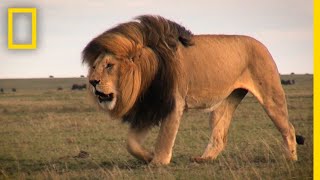 Warrior Watch: Protecting Kenya's Lions | Explorers in the Field