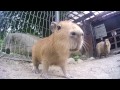 カピバラの赤ちゃん capybara babies