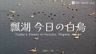 白鳥新潟県阿賀野市 白鳥の湖・瓢湖（ひょうこ）今日の白鳥 2024.1.20 digest | Today's Swans in Hyouko, Niigata, Japan