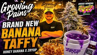 Michigan’s MOST HYPED Grow? Inside Growing Pains’ Secret Facility & NEW Banana Taffy Strain