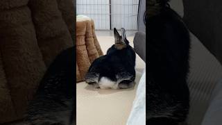 後ろ姿も可愛いうさぎ　#short #うさぎ #bunny #rabbit