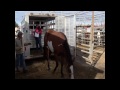 farm fresh innisfail auction mart