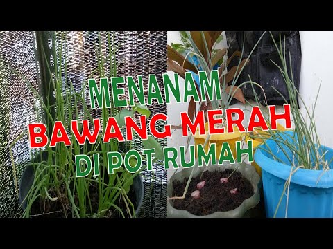 Cara Menanam Bawang Merah Di Pot