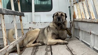 YAYLALARDAKİ KÖPEKLERİMİZ ÇİFTLİĞE GELMEYE BAŞLADI