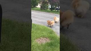 Cuteness Overload: Pomeranian Morning Runs!