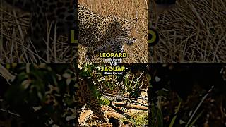 Leopard vs Jaguar