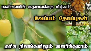 தரிசு நிலம் வச்சி இருக்கிறீங்களா?Do U hav barrenland|தென்னையின் வருமானத்தைமிஞ்சும் வேப்பம் தோப்புகள்