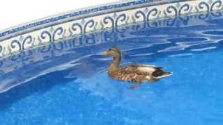 Backyard ducks #2 - Mallard ducks in the pool