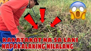 Naglalakihang nilalang igat ahas pagong at mga palaka naaktuhan namin sa masukal na lugar