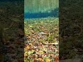 熊本の湧水の美しい水中映像 水中写真 naturephotography nature 癒しの自然風景 underwater beautiful