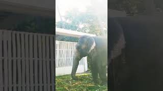 Kurungudi Valli dance #shorts #elephants #Thirukkurungudi