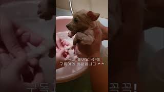 귀여운 아기강아지 생애 첫 목욕 (심장병유발)  #shorts #강아지 #개 #천사견 #목욕 #애견 #puppy