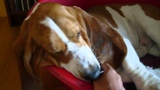 Pluto bassethound e la sveglia dal riposino pomeridiano