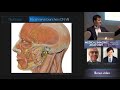 Facial Nerve - Medical Imaging Anatomy Course