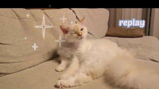 誘惑してくる猫(雄です)[Cat winking at you.][貓對你眨眼]#shorts