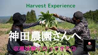 茎レタスが山くらげ？魅惑のお野菜収穫体験！福岡県遠賀郡岡垣町の神田農園さんにて♪/Harvest Experience Stem lettuce?/Enjoy Japan Beautiful Farm