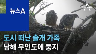 도시 떠난 ‘멸종위기 2급’ 솔개 가족, 남해 무인도에 둥지 | 뉴스A