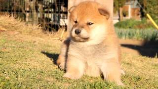 柴犬子犬赤柴雄ID:1396　2011.11.19生まれ　2011.12.17撮影 柴犬.net  shiba inu