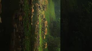 Capturing the majestic Elephants at Anakulam, near Munnar🌿🐘|| Cinematic Shorts || Flyking #shorts