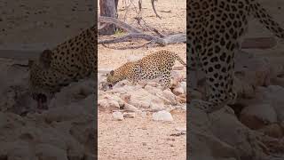 Leopard Gets an Ear Full From Shouting Jackal