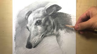 #123【生配信】東京芸大生が描く犬　デッサン  drawing