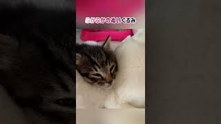 【狆とミニチュアダックスのMIX犬\u0026保護猫】寝姿が可愛すぎる日ハイライト