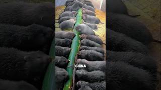 Look at how the Chinese are making thousands $ from rats??