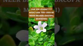 Neer brahmi (Bacopa monnieri)#medicinaplant #mgnaturalgardening #memorypower #Shorts