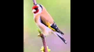 best Goldfinch singing , le plus beau chant de chardonneret